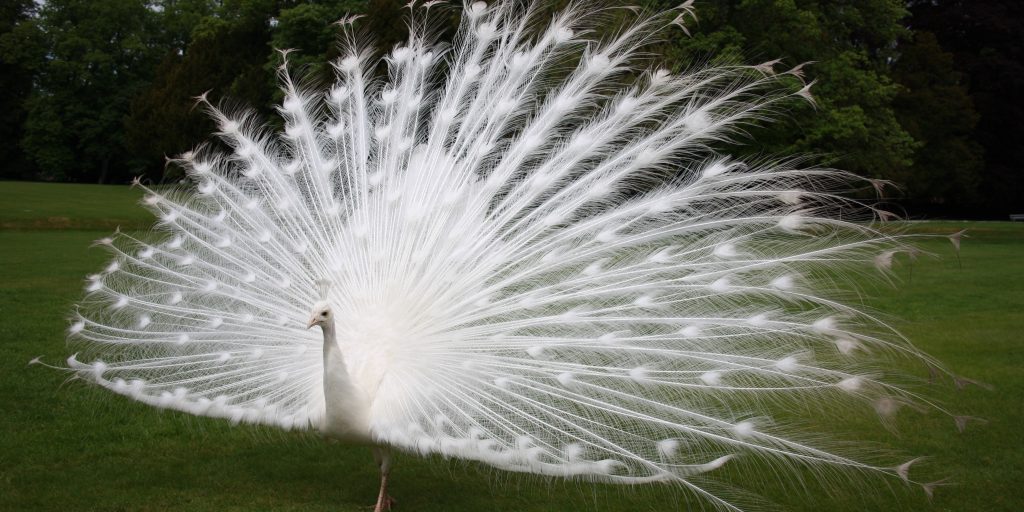 Presenting White Peacocks For A Dream Wedding