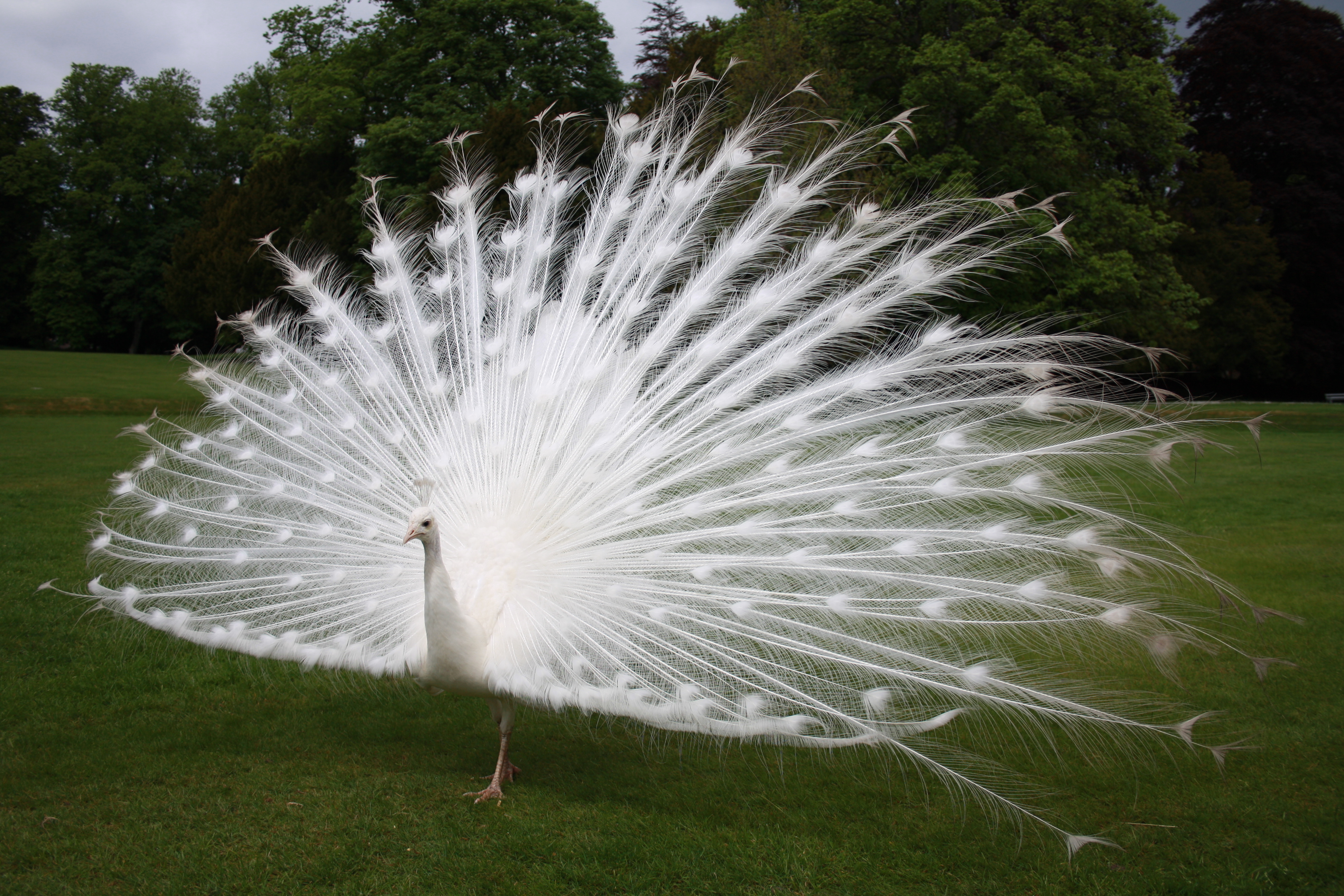 Presenting White Peacocks For A Dream Wedding