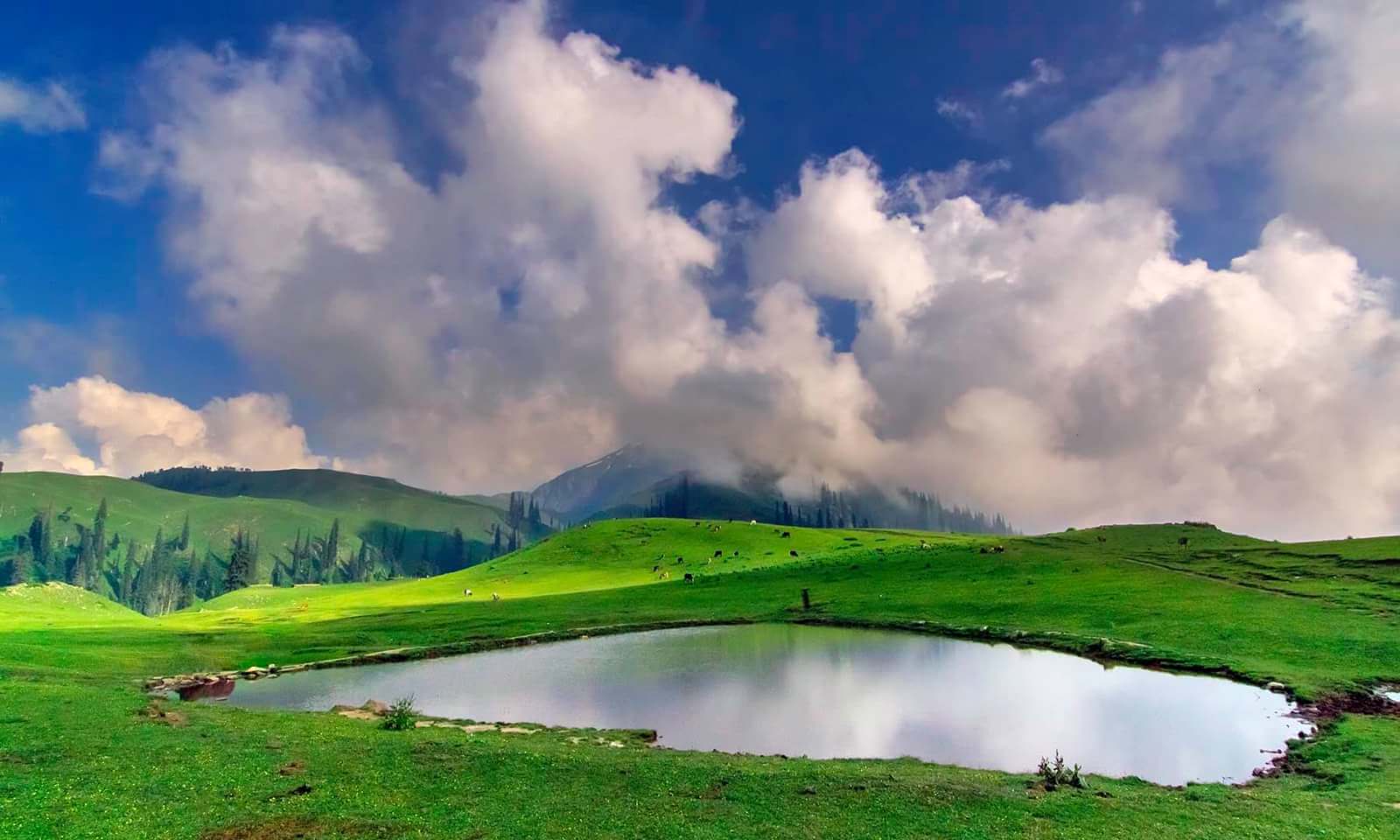 Shogran 