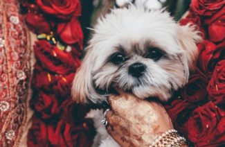 How to Include Your Beloved Pets in Your Wedding?
