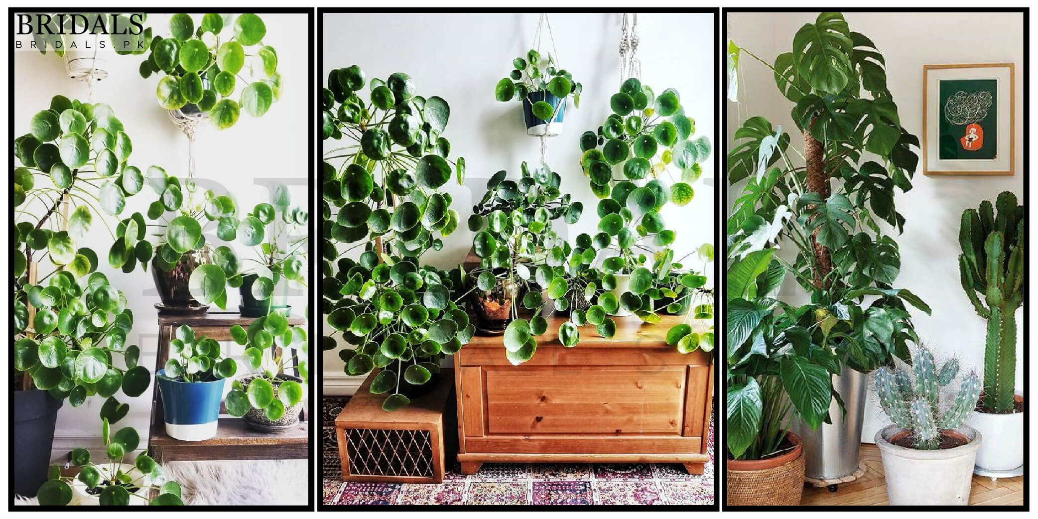 12 Benefits Of The Money Plant According To Feng Shui And Vastu Shastra